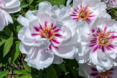 10 TREE PEONY Mountain Paeony Paeonia Suffruticosa Arborea Mixed Colors Red Pink White Purple Yellow Bicolor Flower Shrub Seeds